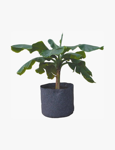 Roots Organics RORP400